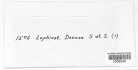 Lophiostoma desmazieri image